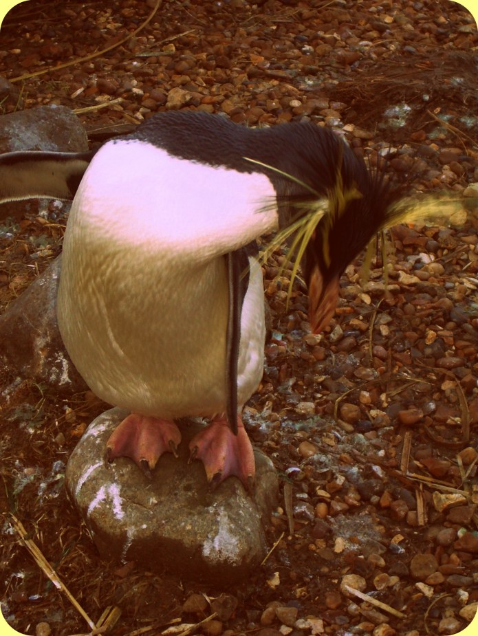 Penguin, Whipsnade zoo