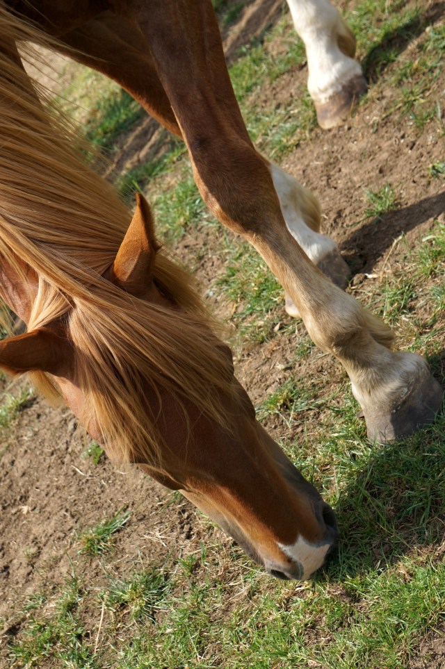 Zippy at Ada Cole Rescue Centre