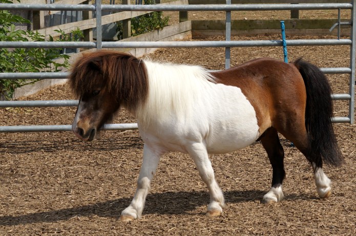 Misfit at Ada Cole Rescue Centre