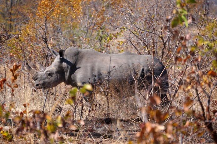 White Rhino, Mosi-Oa-Tunya National Park