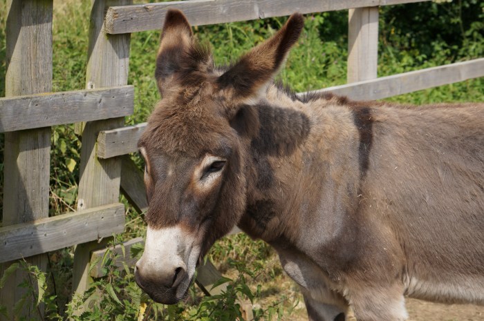 Misfit at Ada Cole Rescue Centre