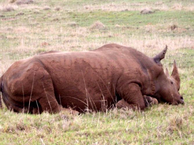 Muddy White Rhino, South Africa