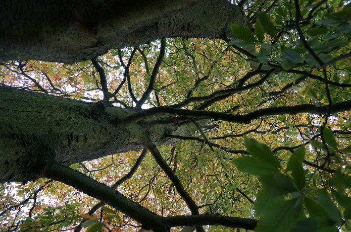 Aesculus hybrid buckeye