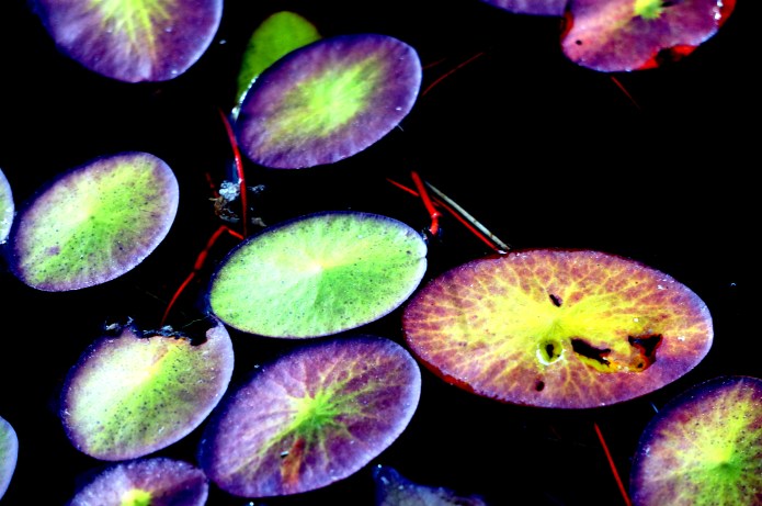 Lily Pad, Okavango Delta shadowincreased