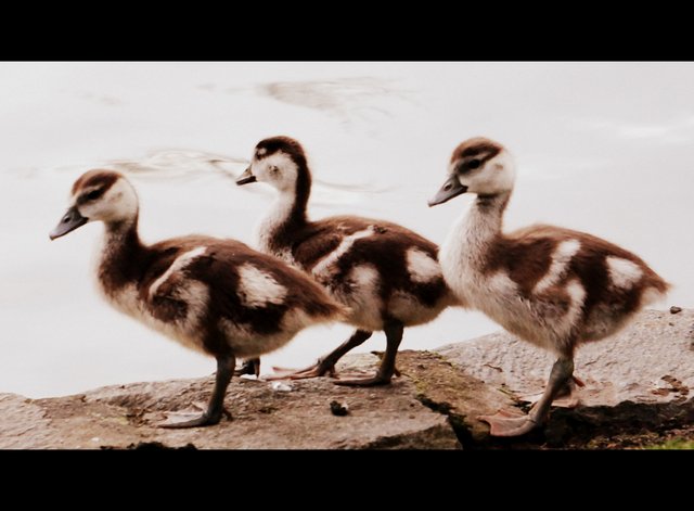 aDSC01217 cinemascope