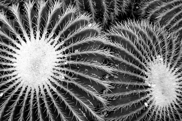 Echinocactus grusonii, Kew Gardens