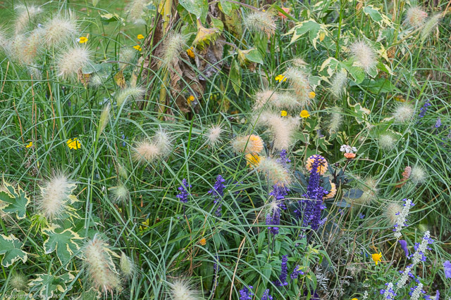 a1_20140919_DSC00168_6000 x 4000