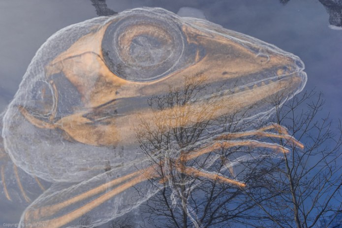 a1_20150305_20150305__DSC1412_6000 x 4000-3