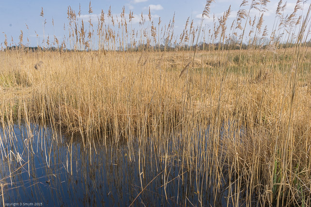 a1_20150314_20150314__DSC2182_6000 x 4000