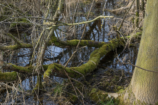 a1_20150314_20150314__DSC2200_6000 x 4000