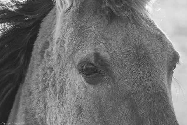 a1_20150314_20150314__DSC2351_3936 x 2624-2