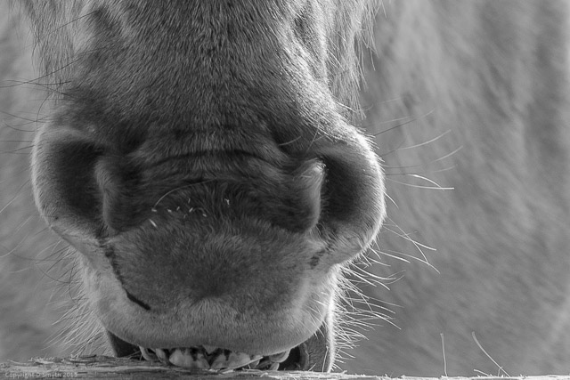 a1_20150314_20150314__DSC2356_2624 x 3936-2