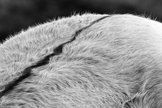 a1_20150314_20150314__DSC2430_3936 x 2624-3