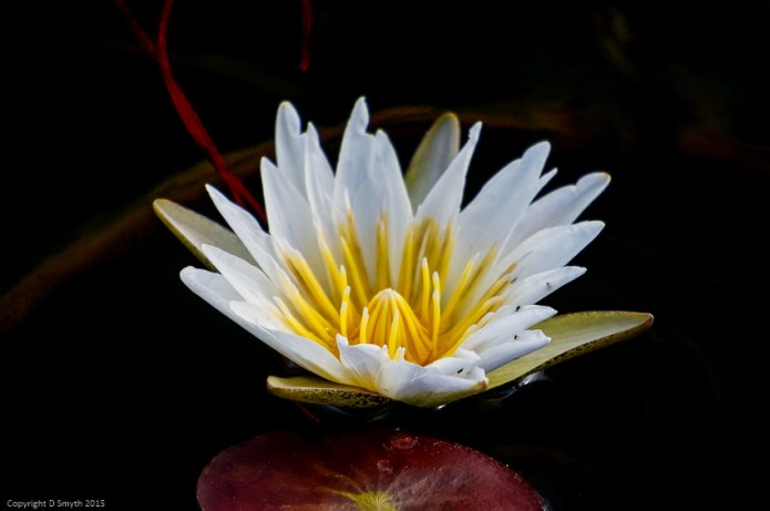 a1_20120611_DSC05083_4912 x 3264