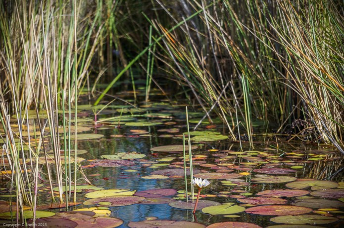 a1_20120611_DSC05094_4912 x 3264