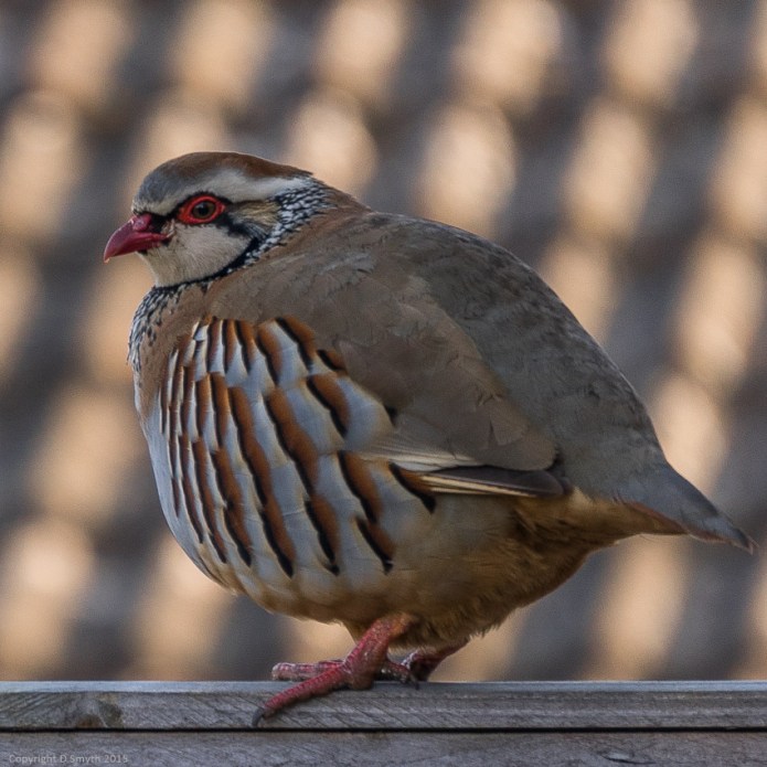 a1_20150314__DSC2144_3936 x 2624-2