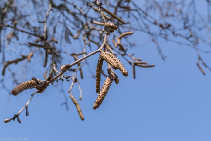 a1_20150407_20150407__DSC2860_3936 x 2624