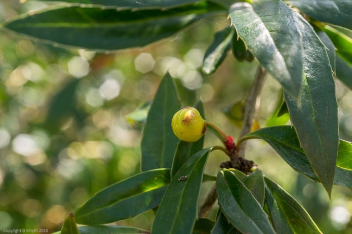 a1_20150407_20150407__DSC2865_3936 x 2624