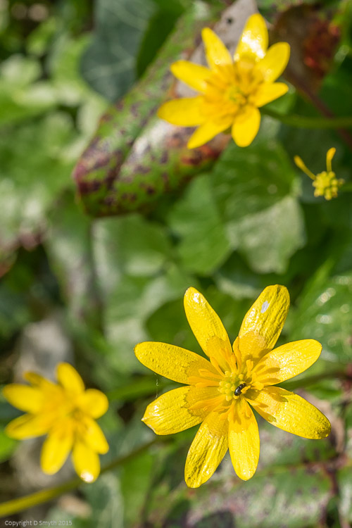 a1_20150407_20150407__DSC2884_3936 x 2624