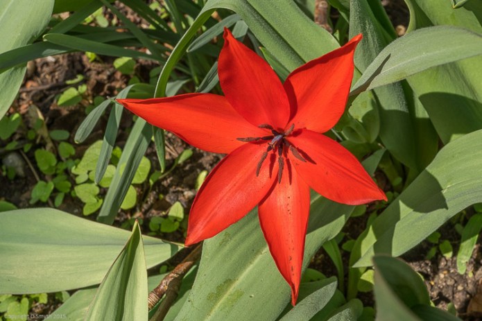 a1_20150407_20150407__DSC2893_3936 x 2624