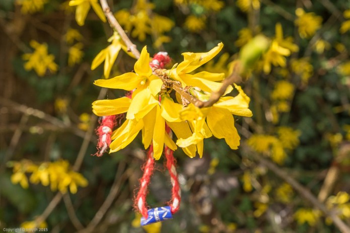 a1_20150407_20150407__DSC2898_3936 x 2624