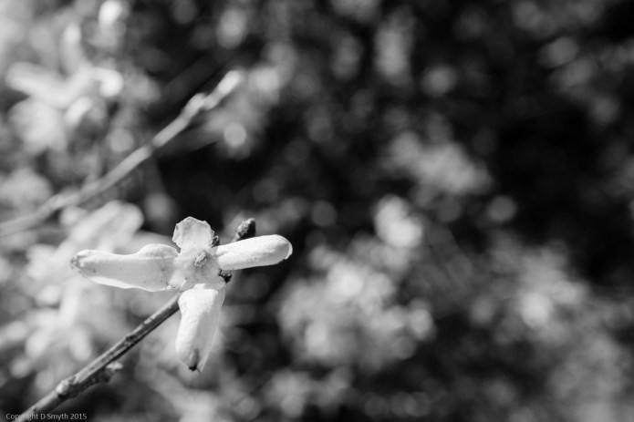 a1_20150407_20150407__DSC2901_3936 x 2624