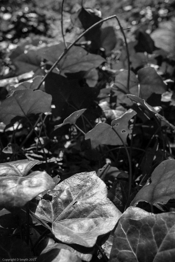 a1_20150407_20150407__DSC2905_2624 x 3936