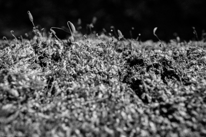 a1_20150407_20150407__DSC2910_3936 x 2624