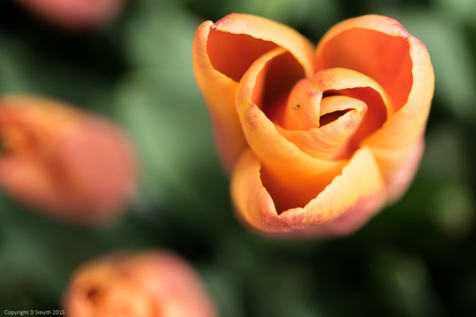 a1_20150421_20150421__DSC4914_3936 x 2624