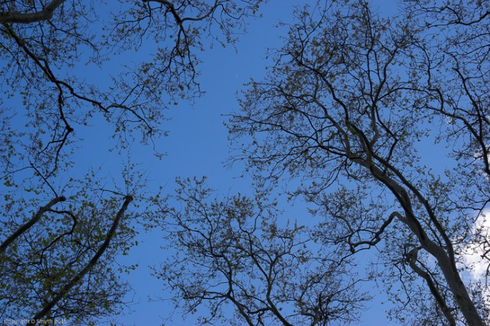 a1_20150421_20150421__DSC4973_6000 x 4000