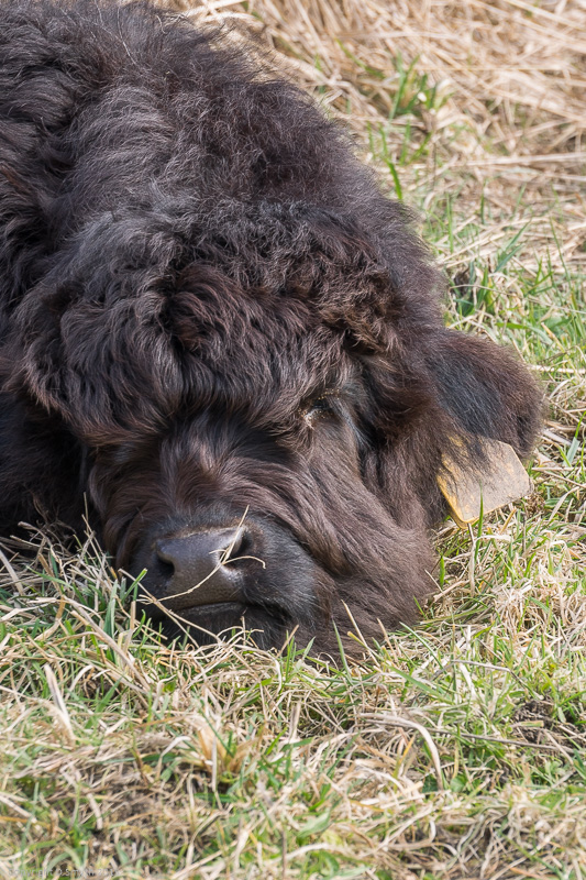 a1_20150314_20150314__DSC2156_2624 x 3936