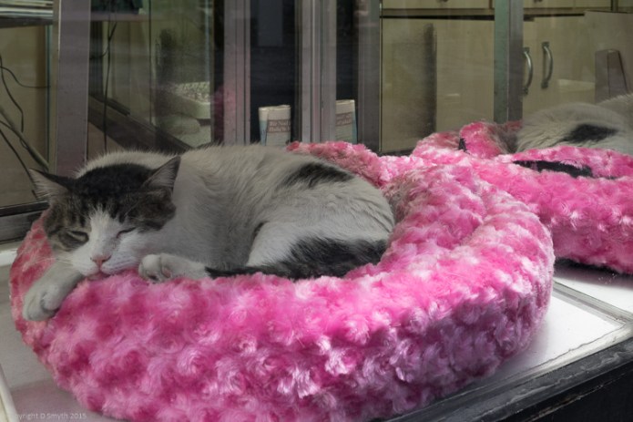 a1_20150428_20150428__DSC6484_6000 x 4000