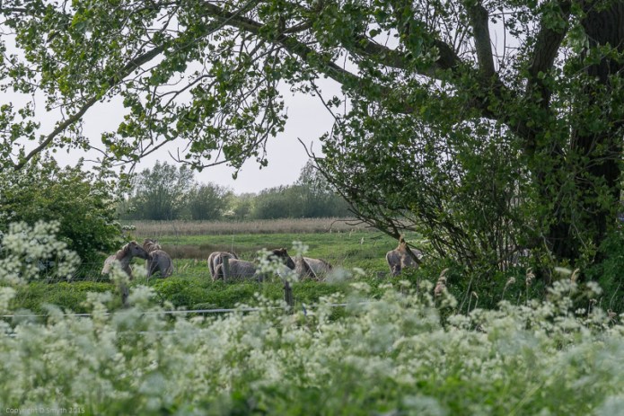 a1_20150516_20150516__DSC7634_6000 x 4000