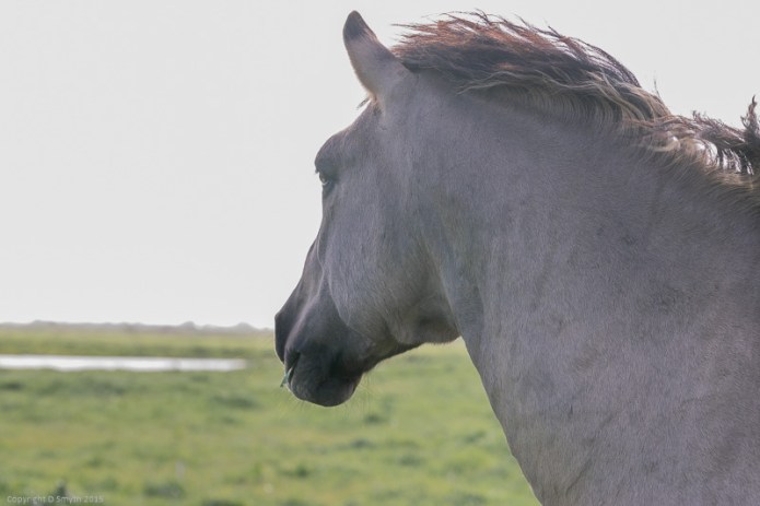 a1_20150516_20150516__DSC7649_6000 x 4000