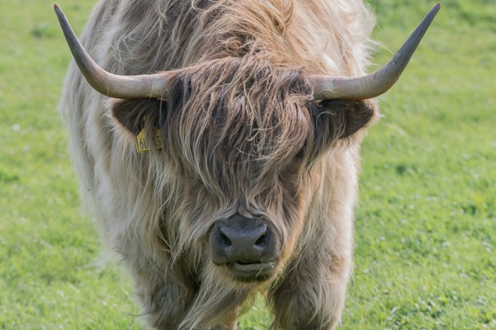 Highland Cattle