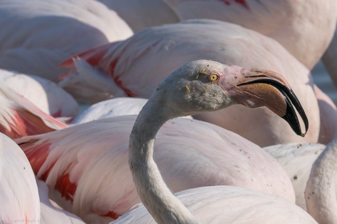 a1_20150522_20150522__DSC8221_6000 x 4000-3