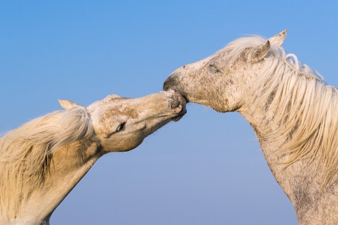 a1_20150523_20150523__DSC8488_6000 x 4000