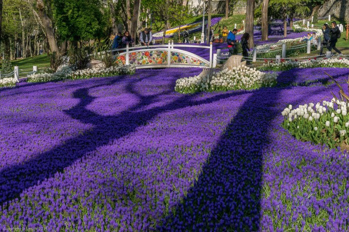 a1_20150421_20150421__DSC5024_6000 x 4000