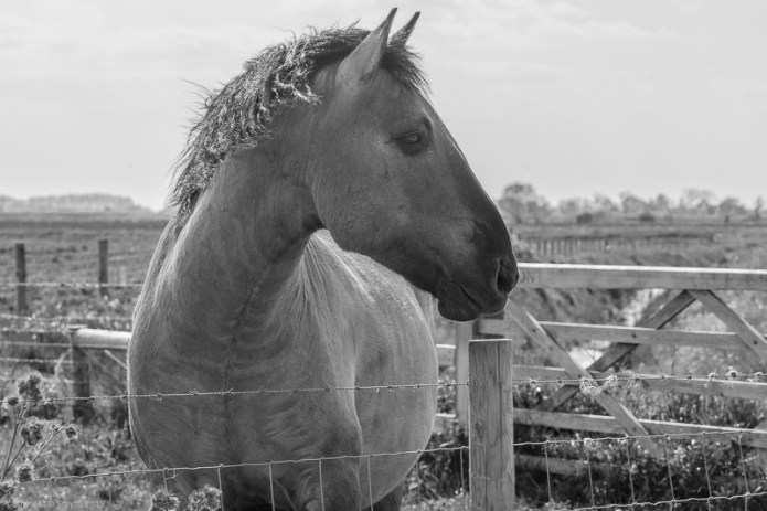 a1_20150516_20150516__DSC7645_6000 x 4000-2