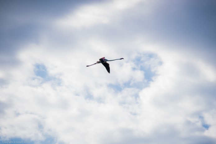 a1_20150522_20150522__DSC8120_6000 x 4000-2