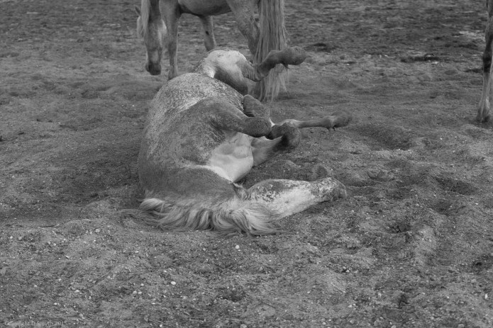 a1_20150523_20150523__DSC8307_6000 x 4000