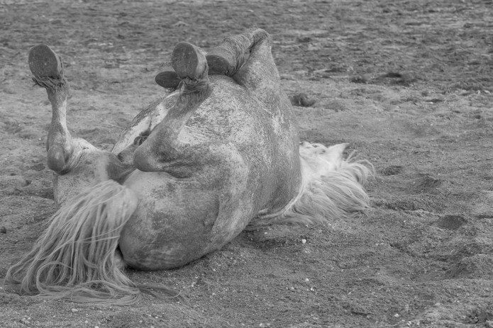 a1_20150523_20150523__DSC8312_6000 x 4000-2