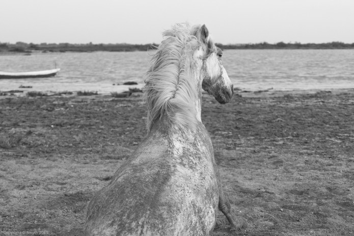 a1_20150523_20150523__DSC8313_6000 x 4000-2