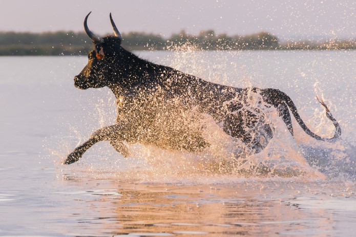 a1_20150524_20150524__DSC9366_6000 x 4000-2