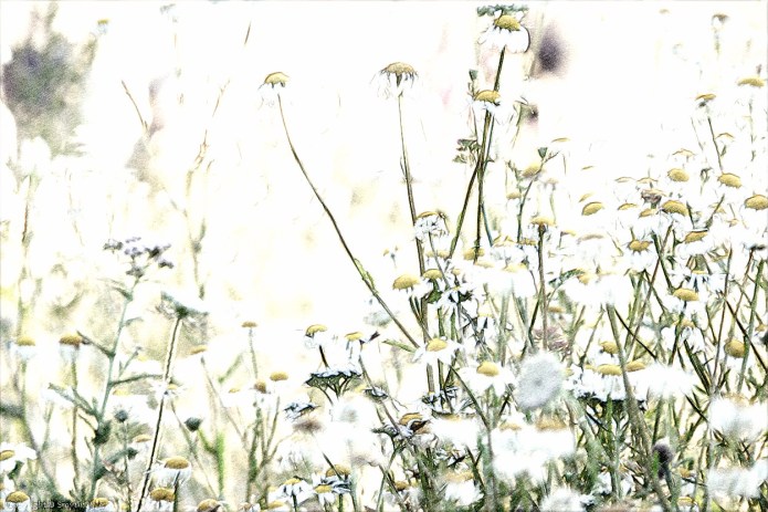 a1_20150630_20150630__DSC0632_6000 x 4000-2_FotoSketcher pencil sketch 5