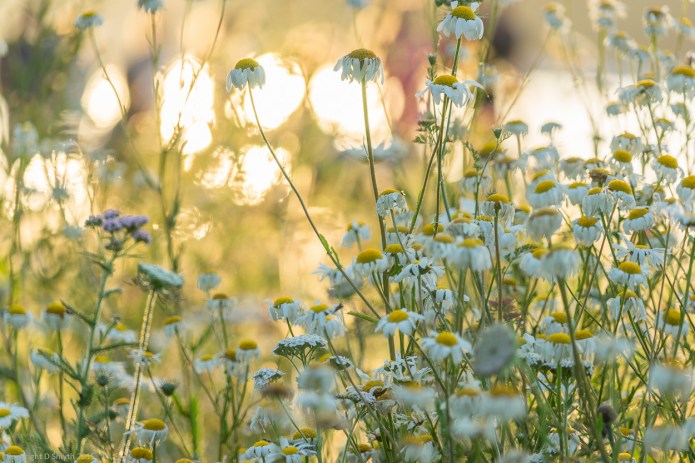 a1_20150630_20150630__DSC0632_6000 x 4000-3