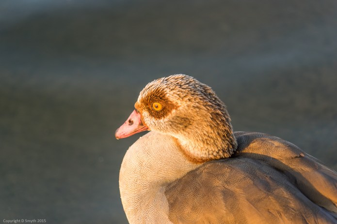 a1_20150630_20150630__DSC0660_6000 x 4000