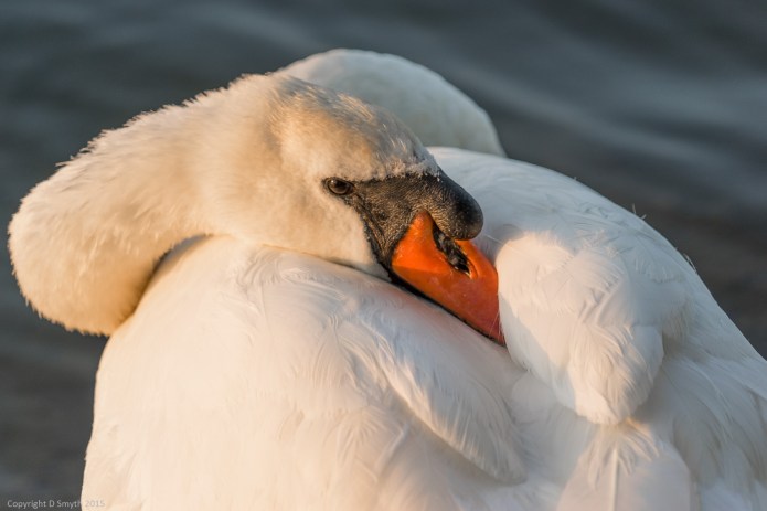 a1_20150630_20150630__DSC0677_6000 x 4000