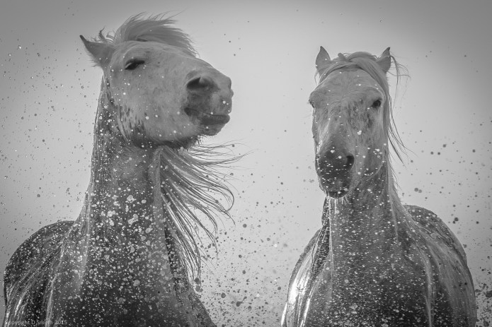 Horses in Camargue - new edit