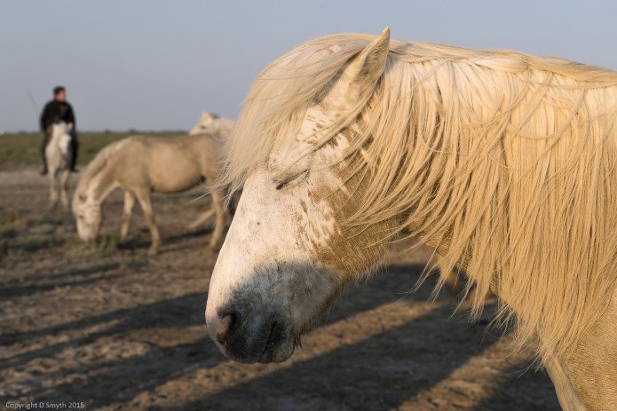 a1_20150523_20150523__DSC8498_6000 x 4000